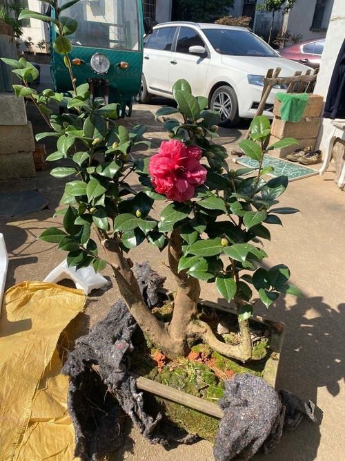 喜欢|给家里买“2盆花”,马上迎来盛花期,摆客厅很上档次,快看看吧