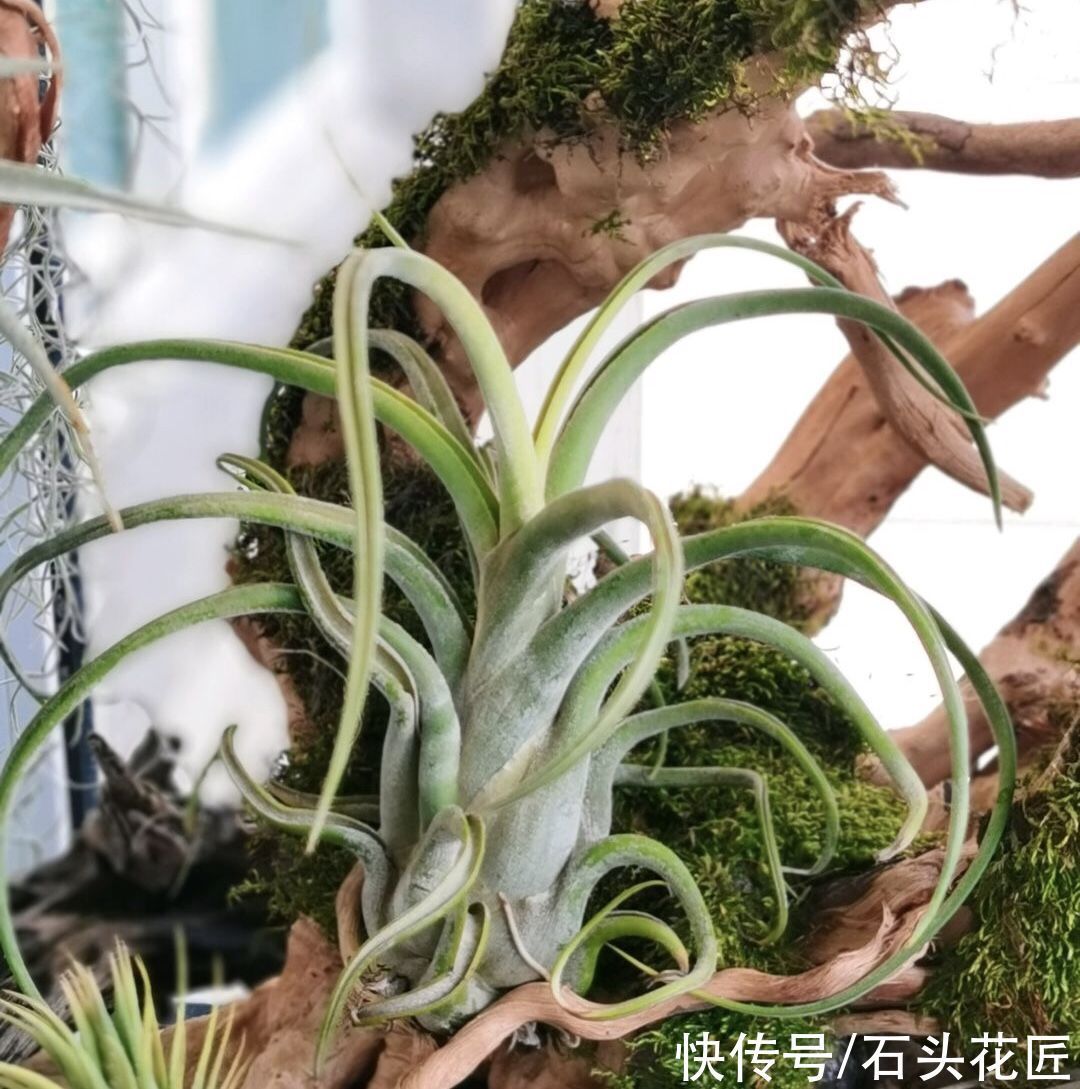 此花最“皮实”，不用土、不用水就能生长，1养就是十几年