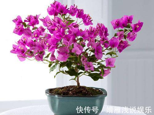 月季花|客厅养上3种花，做好这几点，不久变成“大花房”，芳香更宜人