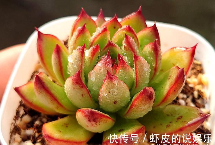 多肉|跟圣诞有关的多肉，圣诞东云——特点鲜明绿叶红边，既好养又好看