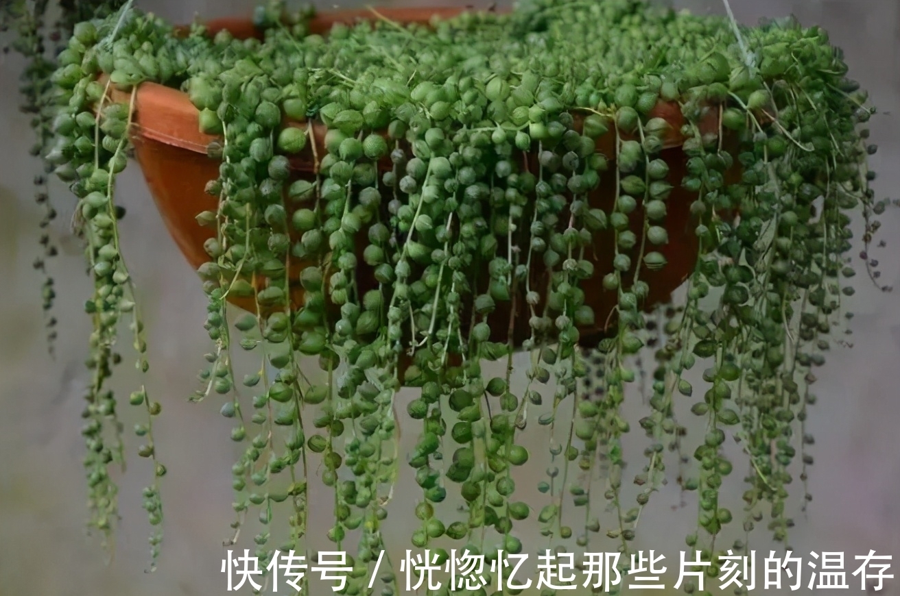 多肉要使劲晒才能出状态?这4种多肉“怕晒”,暴晒难养好