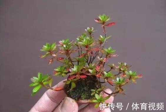 黄杨|微型盆景越来越受欢迎,这里是它们的“集中营”,都是你想知道的