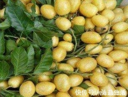 黄皮|止咳王被发现了,常吃此果,让你摆脱咳嗽烦恼