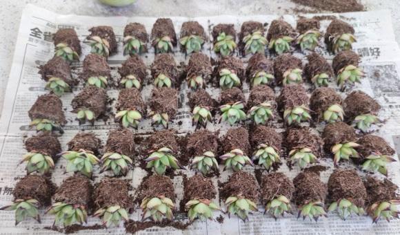 多肉|一分钱一分货，养花要养便宜货？买一堆，还不如买一棵！