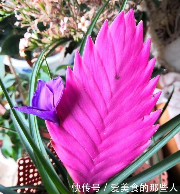 真正超长待机的花草排名,选一盆养家里,花期长,天天都能赏春天