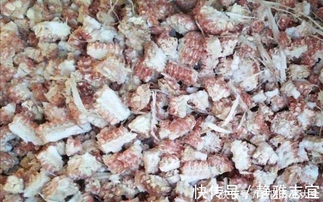 玉米棒|王叔养的君子兰，“壮如牛”，原来用了“老3样”，花大色艳！