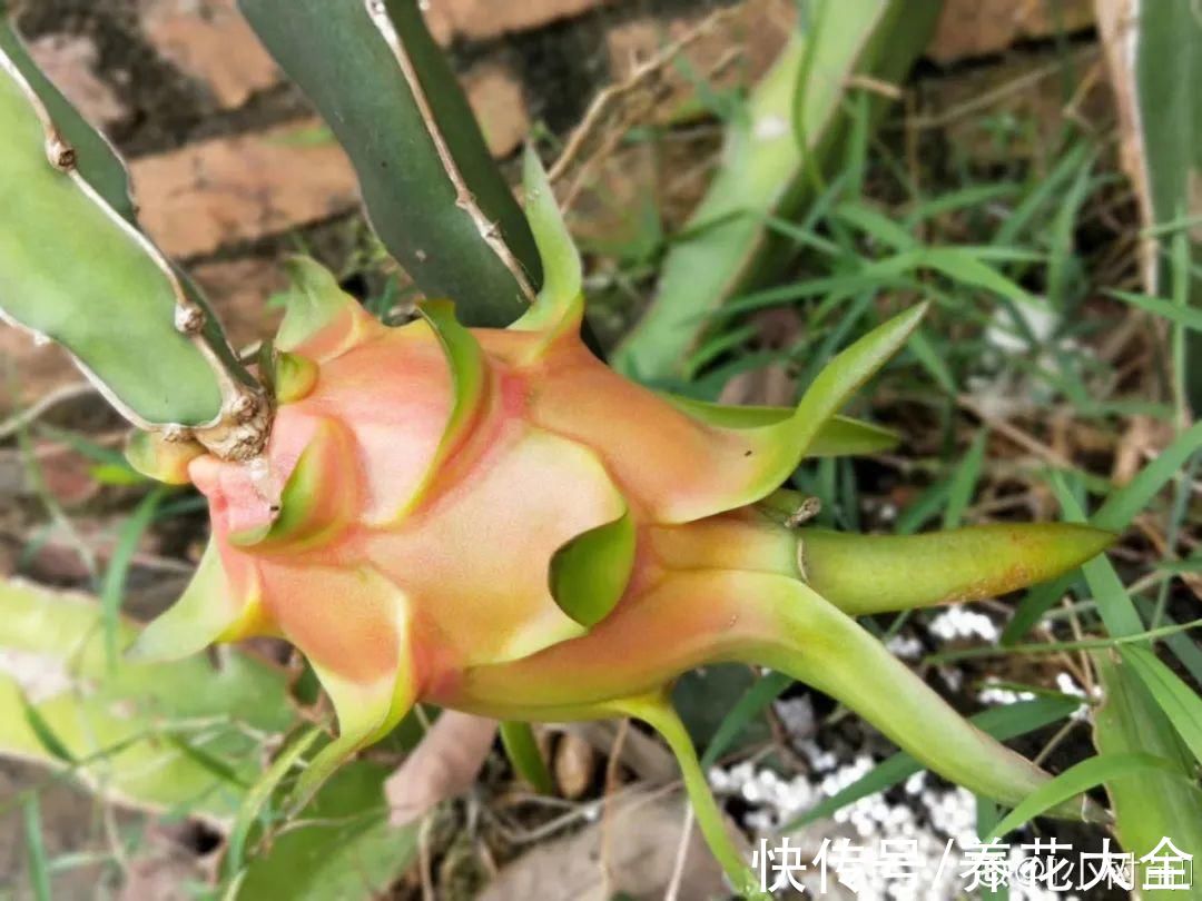 50种花春天播种,长满小院子,能开一整年