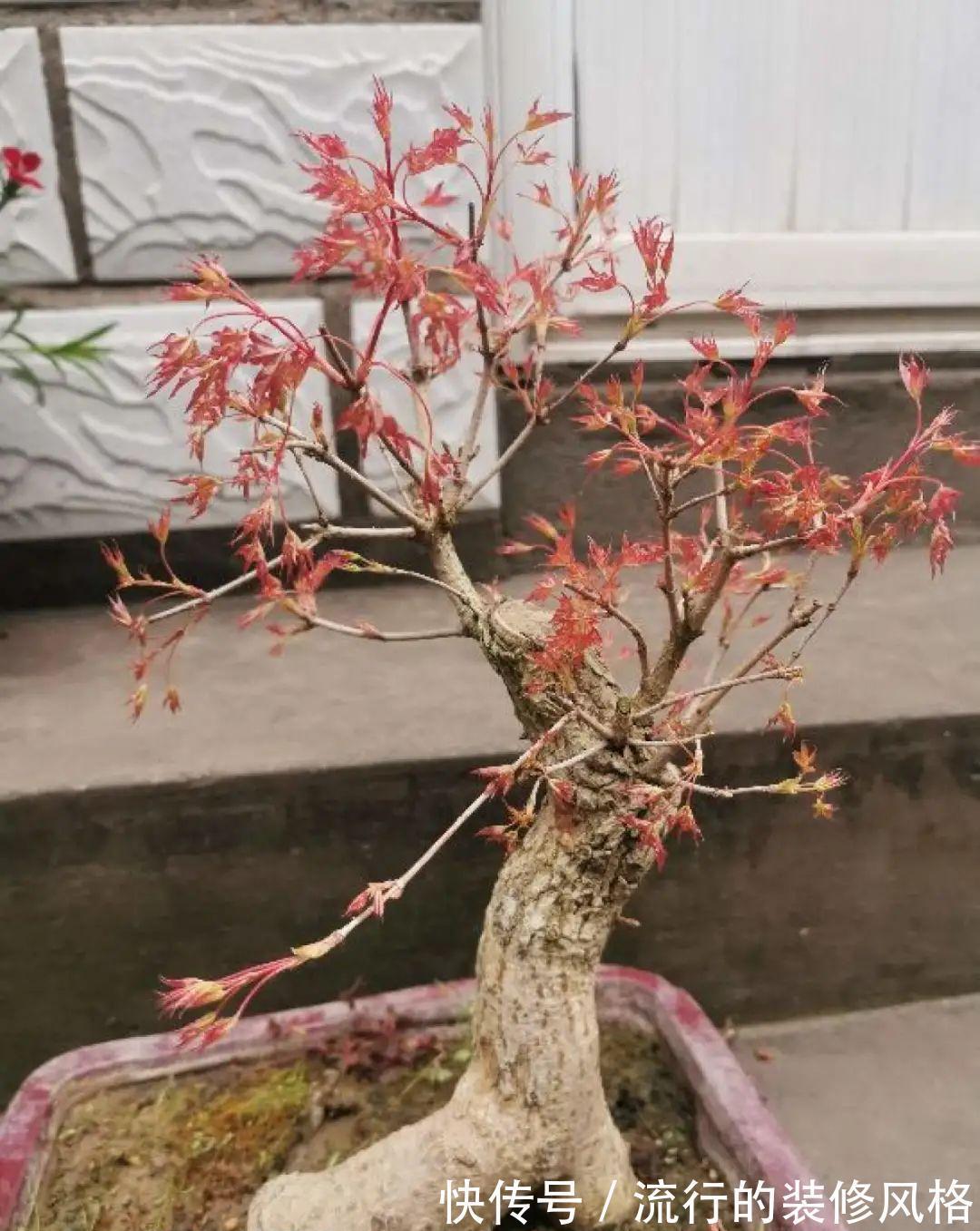 这花就要养老桩,年年开花,越老越值钱