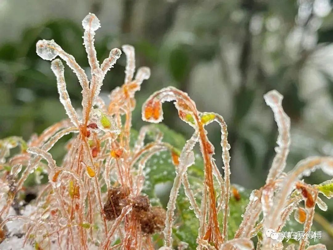 记忆 ｜寒潮再次来袭，还记得前几天的雪吗？