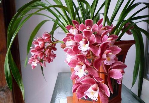 花卉|居家养花，推荐你养这3种，摆一盆大气上档次，值得拥有