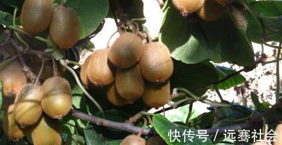 宝宝|怀孕期间记得多吃此种水果!不仅宝妈好,生下的宝宝非常白