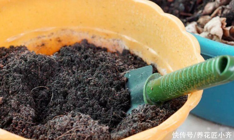 浇水|有没有种花的“万能土”？掌握好“3点”，自己调配比买的都好用