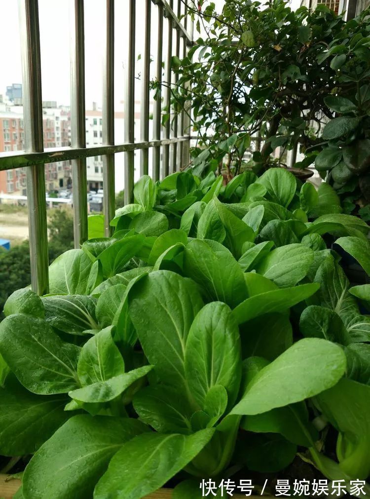 菜根|4种“小菜根”,吃完不要扔,埋在花盆里,半个月又长出新蔬菜