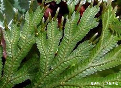 风湿|路边一种“龙骨草”,农民不知何用,却是不要钱的治“风湿”良药