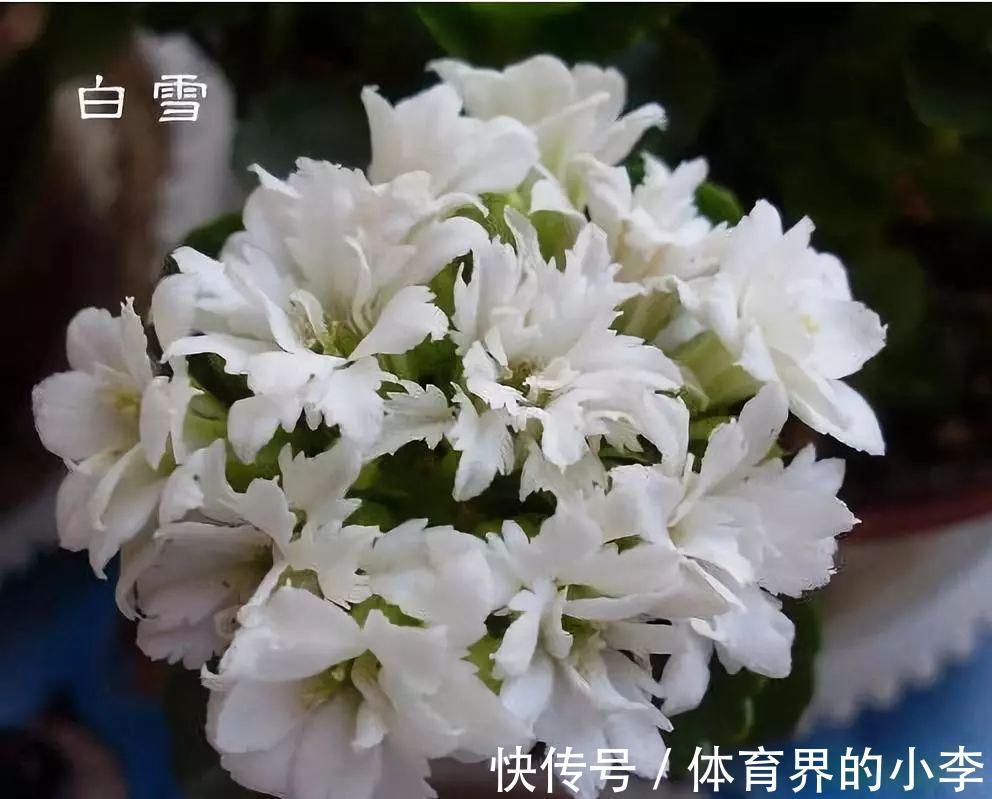 长寿花这样伺候,健康又长寿,开完一茬又一茬