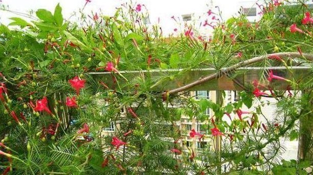 不想养吊兰绿萝了那就养这4种花,花开如海,一年能开300多天