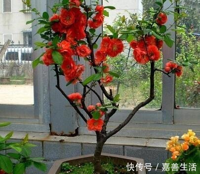 小小院子种棵“它”,一到冬天就开花,成小区里一道亮丽的风景!