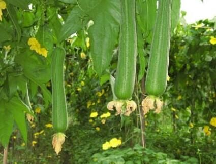 丝瓜|夏季吃瓜正当时,这6种瓜不妨经常吃