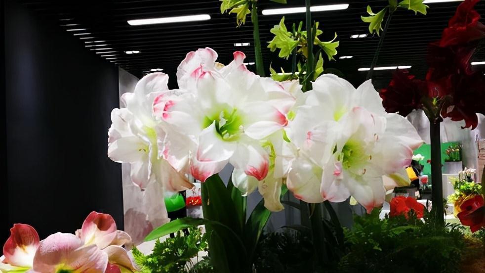 七种漂亮花，天生“不怕冷”，好养寓意好，喜欢别错过