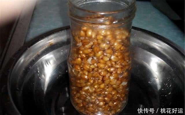 夏钓鲫鱼，试试这些“小颗粒”饵料，小鱼咬不动，上钩就是大鲫鱼