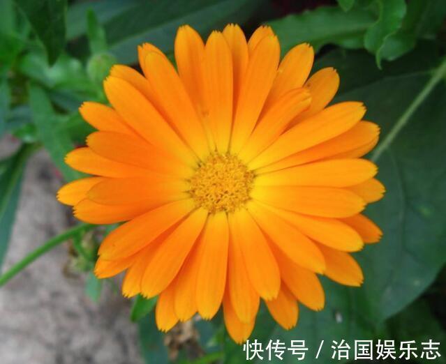 浇水量|菊花叶子发焉无精打采教你“4法”，花开爆盆，遮阴控肥是关键