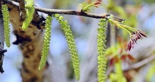 无人|长在树上无人识,晒干了58元一斤,人人说不老菜,市场上面很少