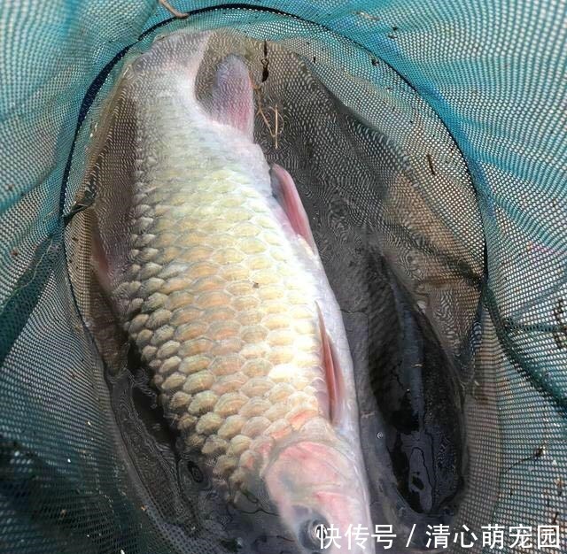 草鱼和鲤鱼的后代?这种怪鱼只有西南地区才有,人称“青竹鲤”