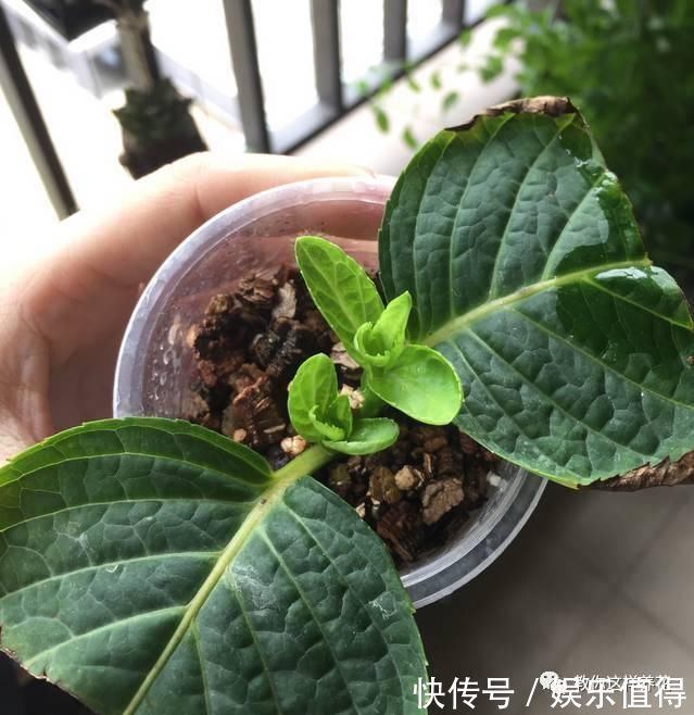 扦插|学会这种扦插法,2周生根,插什么活什么,太简单了!