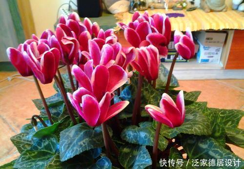 花友|家里养4种花,不要浇水在叶片上,容易黑腐烂叶!