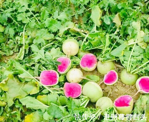 调经果|女性月经不调,莫慌!多食此“调经果”,防妇科病,为子宫排毒