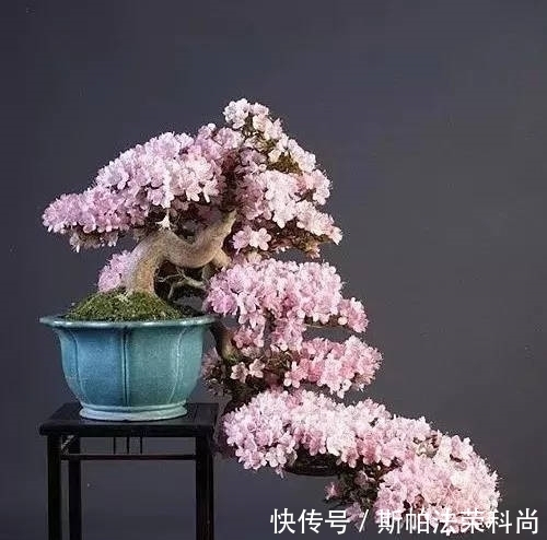 黄叶|如何判断花卉缺水?教你一个小技巧,浇花不黄叶不烂根!