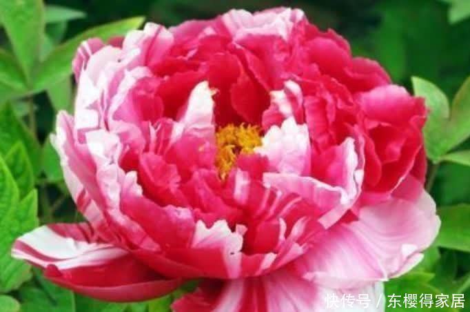 4种旺运花,吉祥添富贵,招财又开运,你养了吗?