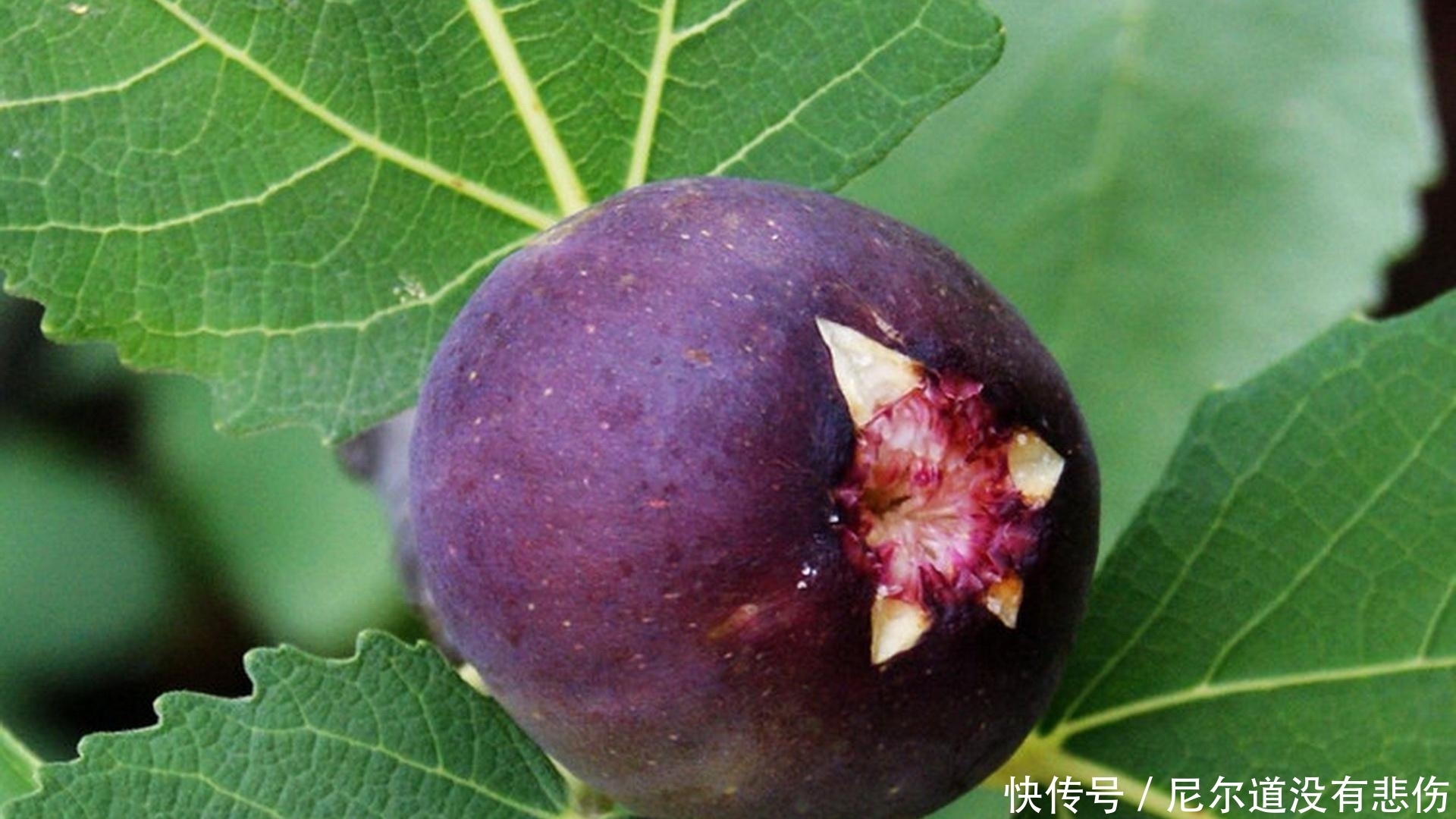 血脂|無花果有神奇養(yǎng)生的功效，可惜知道的人不多