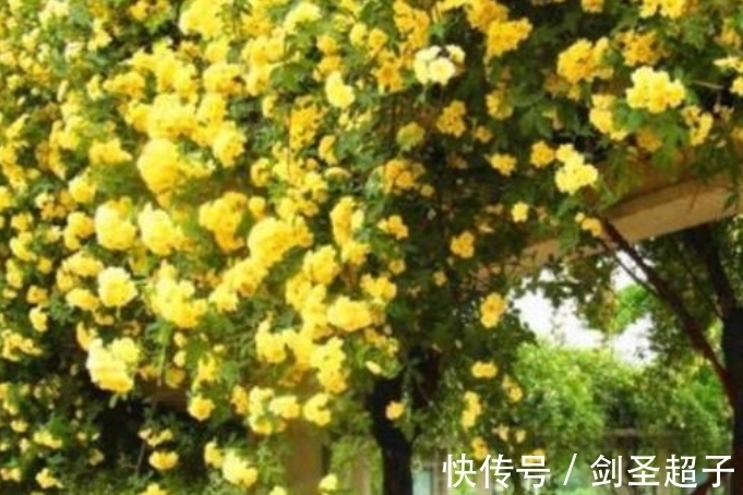 花花瓣|最有仙气的4种花，迷人的花朵，花开就爆盆，漂亮又好养