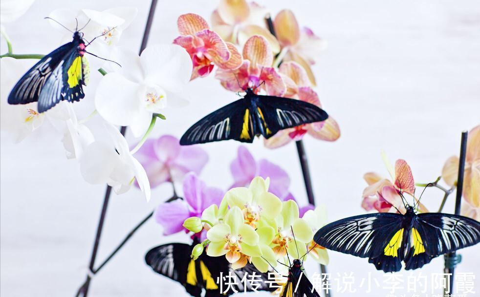 富贵|适合客厅养的5种漂亮花,喜庆大气又吉祥,幸福感满满