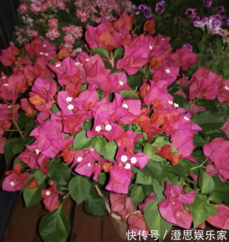 大岩桐|夏天扦插花卉,挑选“1种”枝条,7天冒白根,事半功倍,新手都会