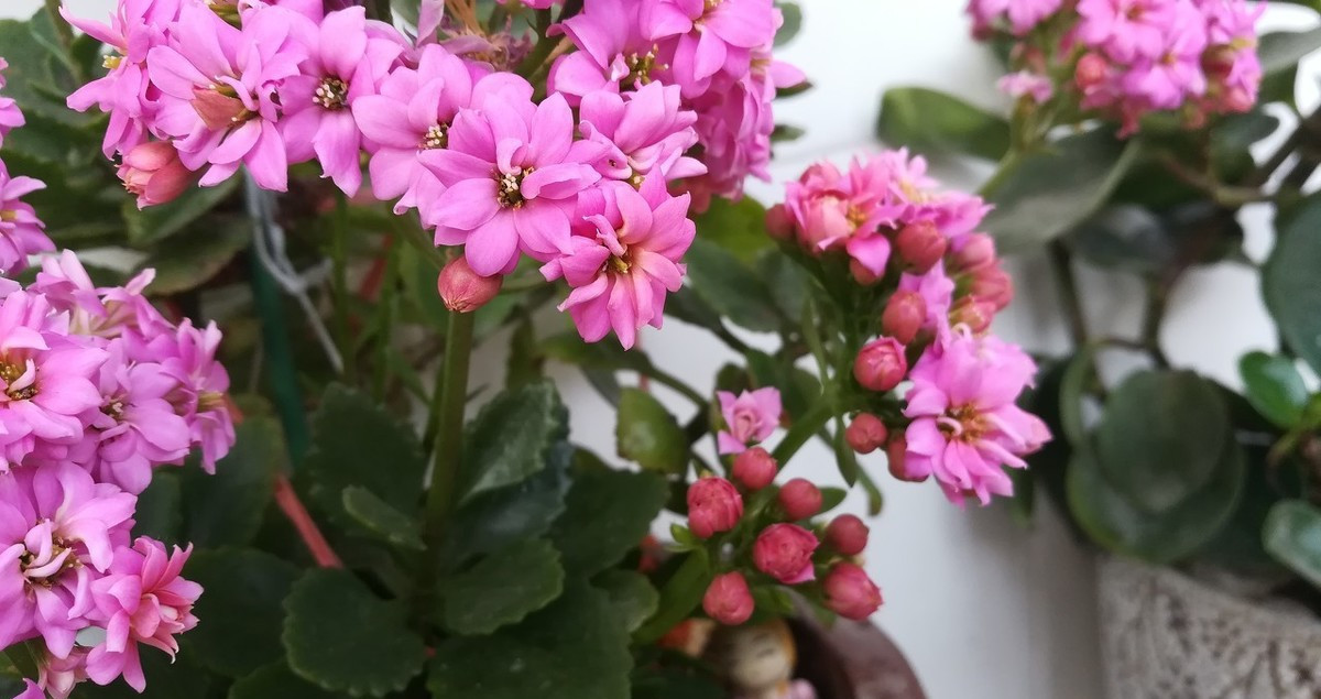 给长寿花晒太阳,需要天天来回挪动花盆吗