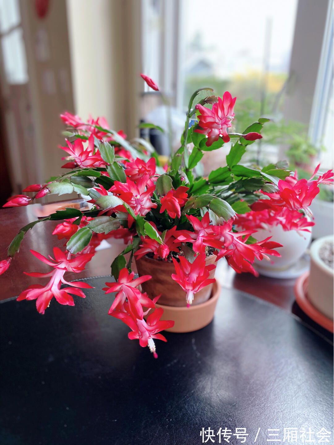 蟹爪兰开败后,2件事别做错,否则想再开花,很难