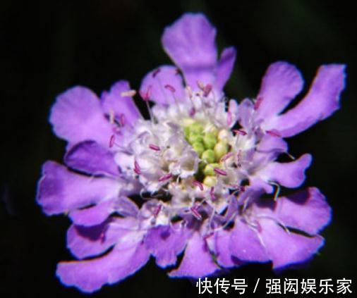 人称“山萝卜”,开起花来,却花大、颜色多,养一盆,四季有花看