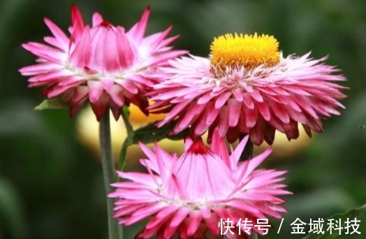 珍品|喜欢养护菊花，不如养些菊种珍品，幽香淡雅，开花繁盛惹人爱