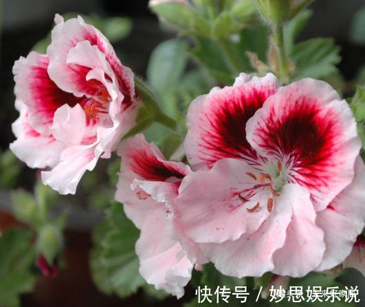 喜欢玫瑰,不如养盆“高档玫瑰”曼斯特德伍德,花色深红,好养活