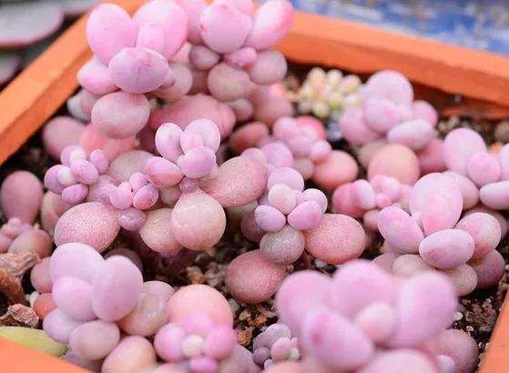 养护|9月开始,养桃蛋“牢记”2个字,半年养的“胖嘟嘟”,萌化了