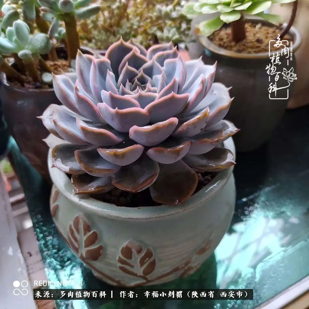 时光荏苒,种肉赏肉已成了生活中不可缺少的一部分!