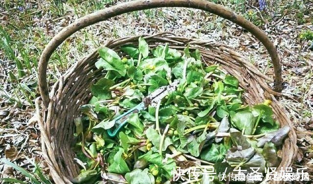 肠胃疾病|长在溪边无人识，叶子却极珍贵，俗称“驴蹄菜”，别忽视