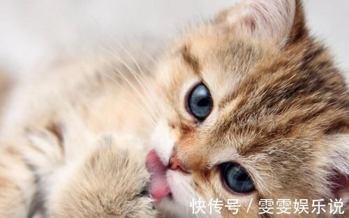 几率|孕妈妈不能养猫,会感染弓形虫?感染的几率有多大?