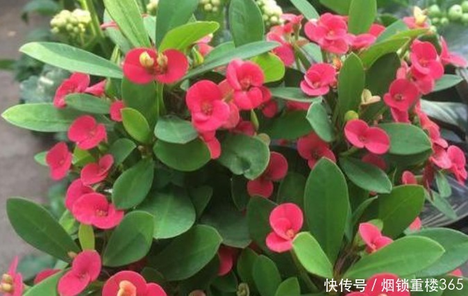 养花|“4种花”是懒人的最爱,有阳光就爆盆,四季都能开花,养花必备