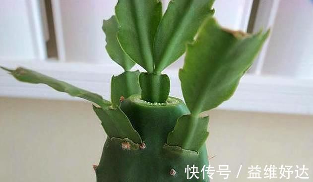 蟹爪兰|“嫁接”蟹爪兰,不注意这个“小细节”,成活率基本为“零”