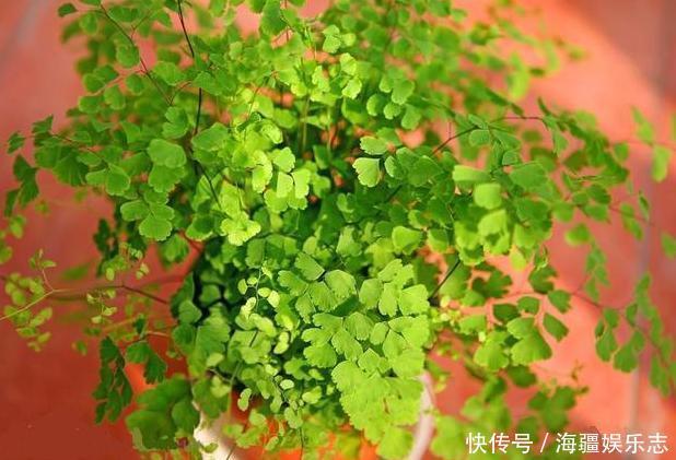 植株|这10种花夏天“晒不得”，一见强光就黄叶，赶紧搬回家