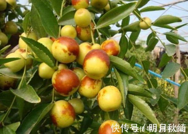 食物|长寿的人爱吃的3种食物,降压减脂延缓衰老,清理毒素早知早好