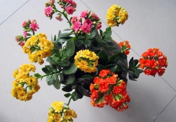 嫁接长寿花:如何让盆栽开出多色花?5步操作,花开美如圣诞树